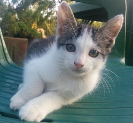 IVREA - Un pic-nic vegano per aiutare il gattile