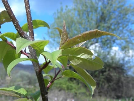 RUEGLIO - Ambiente e nuove generazioni: è nato il «Bosco dei bimbi»