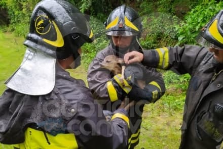 PONT CANAVESE - Vigili del fuoco salvano un cucciolo di capriolo bloccato in un canale - FOTO
