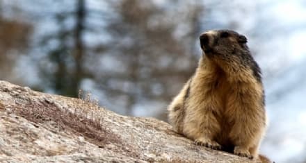 PARCO GRAN PARADISO - La marmotta, sentinella del delicato ecosistema alpino