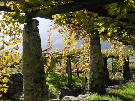 CAREMA - I vigneti alpini si scoprono con sentieri, punti di accoglienza e multimedialità