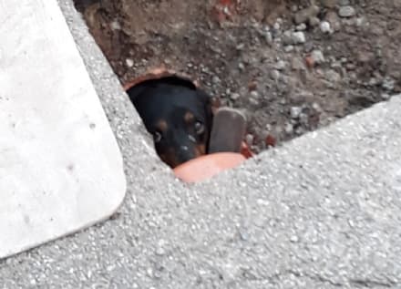 CASELLE - Tre cuccioli ad un passo dalla morte intrappolati in un tubo