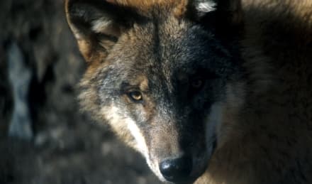 CANAVESE - Lupi pericolosi? Si apre la caccia: la Regione Piemonte difende gli animali