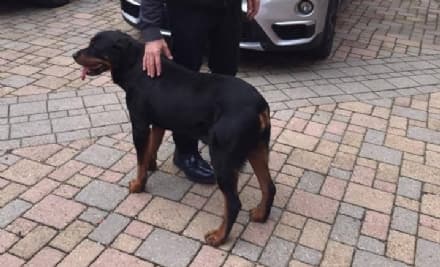 OZEGNA - Il sindaco salva due cani: ora si cercano i proprietari - FOTO