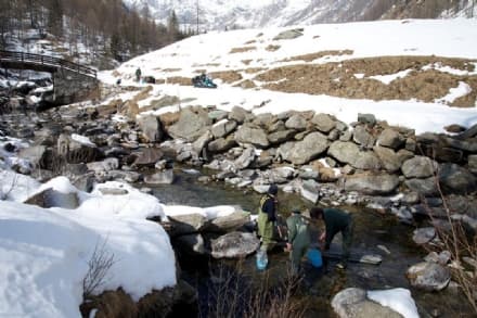 LOCANA - Il Parco Gran Paradiso al salvataggio della trota marmorata
