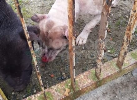 CASELLE - Due cani salvati in extremis: erano da venti giorni senza cibo - FOTO
