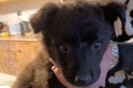 BARBANIA - E' stata operata la cagnolina abbandonata con un femore rotto - FOTO