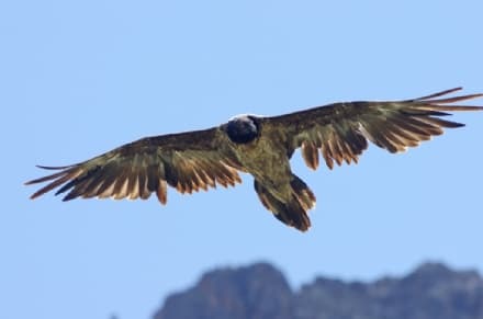 PARCO GRAN PARADISO - Prendono il volo i due gipeti appena nati nell'area protetta