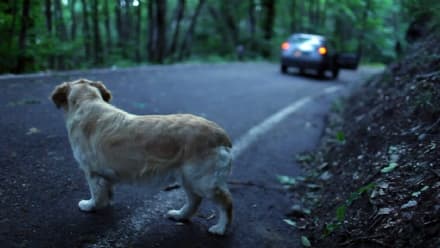 Piscis primum a capite foetet!