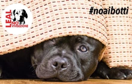 PET - Al via la campagna «No ai Botti» di Capodanno