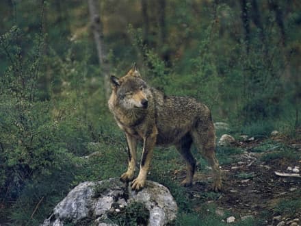VALLE ORCO - Allarme lupi: nessun pericolo per le persone
