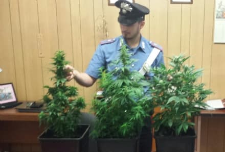 ALICE SUPERIORE - Marito e moglie con la serra di cannabis in casa