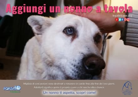 CANI DA ADOTTARE - Prorogata l'iniziativa «Aggiungi un nonno a tavola»