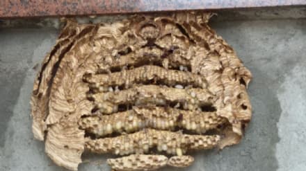 COLLERETTO C. - Al cimitero i calabroni dietro le lapidi - FOTO