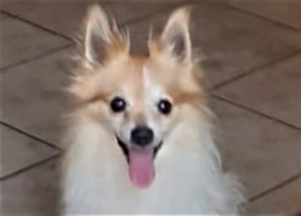 CASTELLAMONTE - Appello per ritrovare questo cagnolino smarrito a Spineto