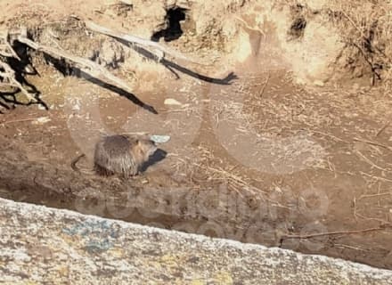 RIVAROLO CANAVESE - Troppe nutrie vicino alla scuola: il Comune piazza le trappole per catturarle - FOTO