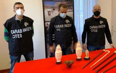 CASELLE - I carabinieri sequestrano oggetti in corno di rinoceronte, avorio e tartaruga - FOTO