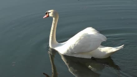 Il canto del cigno del genere umano