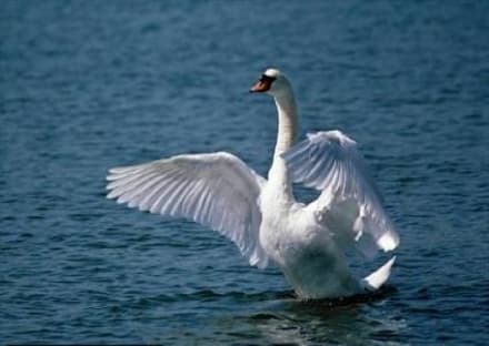 CHIAVERANO - Ucciso il cigno Baldassarre del lago Sirio: è caccia all'idiota