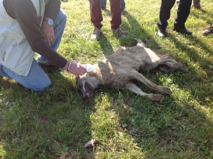 RIVAROLO CANAVESE - Lupo investito e ucciso a due passi dalle case del centro - FOTO E VIDEO