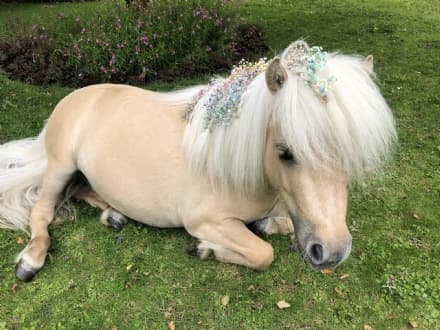 PET - Teddy the Shetland, la star dei social con gli zoccoli