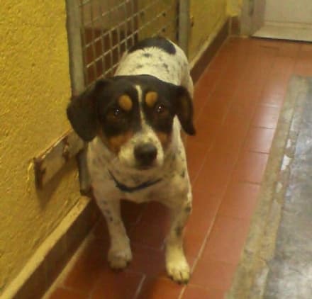 RIVAROLO - Cucciola smarrita ad Argentera