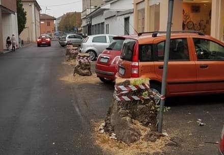 RIVAROLO - Polemica alberi: «Entro fine anno saranno ripiantati»