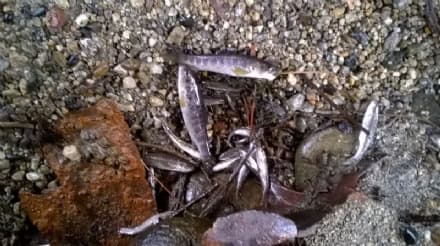 CUORGNE' - Moria pesci nella roggia: rischio multe fino a 3300 euro