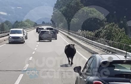 PONT CANAVESE - Un toro a spasso sulla 460: dribbling degli automobilisti per evitare incidenti