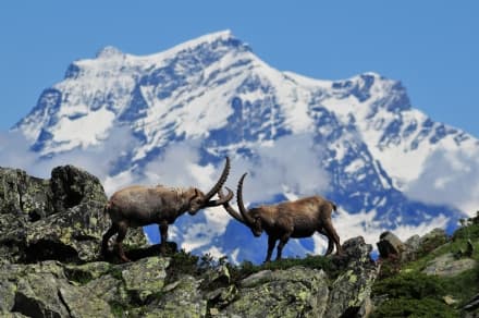 IL PARCO NAZIONALE DEL GRAN PARADISO TRA I MIGLIORI AL MONDO