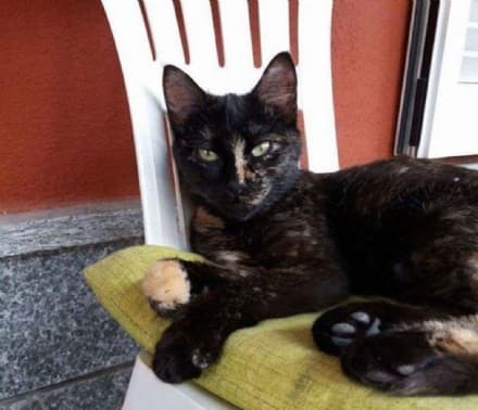 CANAVESE - Appello per ritrovare Cleo, smarrita a Viverone