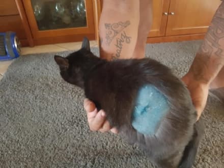 CUORGNE' - Gatto colpito da un proiettile in via Brigate Partigiane