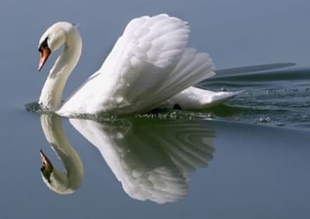 CHIAVERANO - DENUNCIATO IL KILLER DEL CIGNO BALDASSARRE