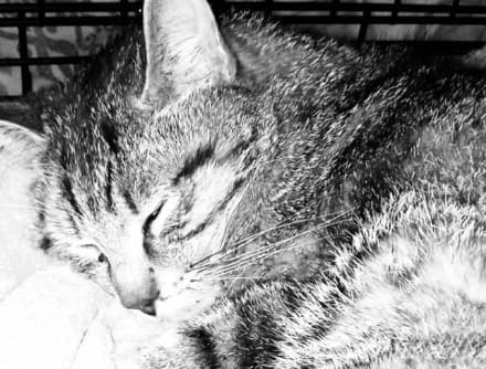 SAN GIORGIO - Idiota avvelena la colonia felina vicino al castello