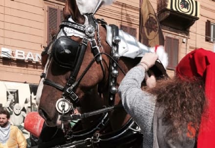 IVREA - I cavalli del carnevale visitati dagli studenti veterinari