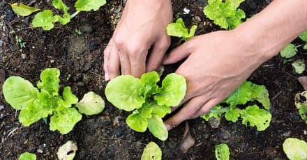 RIVAROLO CANAVESE - Orti comunali e mercato, Bertot attacca la giunta: «Occasioni perdute»