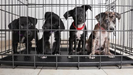 LOCKDOWN - USA: boom di adozioni di cani e gatti