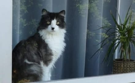 RIVAROLO CANAVESE - Appello per ritrovare il gatto Jiji smarrito in zona Anffas