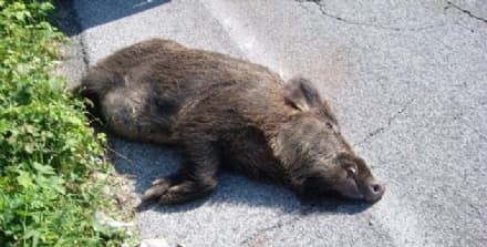 BUROLO - Il cinghiale si rifugia sul balcone di una casa: il sindaco lo abbatte a fucilate