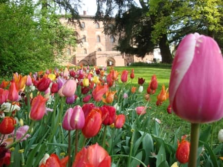 NATURA – È primavera, tempo di «Messer Tulipano»