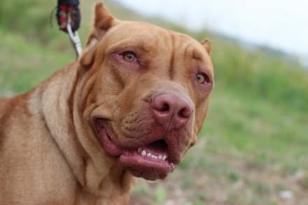 CALUSO - Pit bull azzanna all'improvviso una volontaria del canile