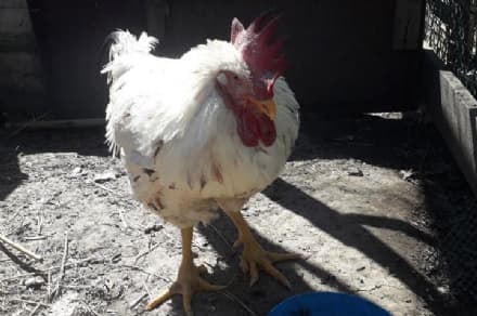 IVREA - Gallo vivo buttato in un bidone: lo salva un passante