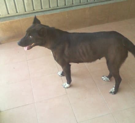 PARELLA - Cane ritrovato vicino alla pizzeria del paese