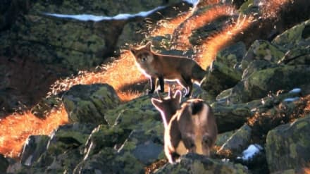 CANAVESE - Il film sul Parco del Gran Paradiso al Bristol Wildscreen Festival - VIDEO
