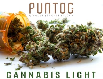 Dalla Cannabis Light Legale all'olio di CBD con Effetti Benefici