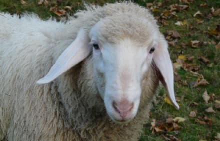 SAN BENIGNO - Pecore trovate morte in un campo: scatta l'allarme