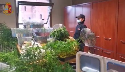 BOSCONERO - Maxi serra di marijuana in casa: 37enne arrestato dalla polizia. Recuperate 533 piante - VIDEO