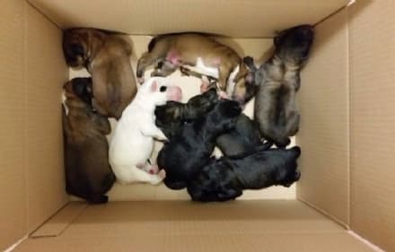 QUINCINETTO - Una taglia di 2000 euro sull'uomo che ha ucciso otto cuccioli