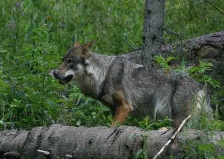 CANAVESE - Troppi lupi, la Regione torna a chiedere gli abbattimenti