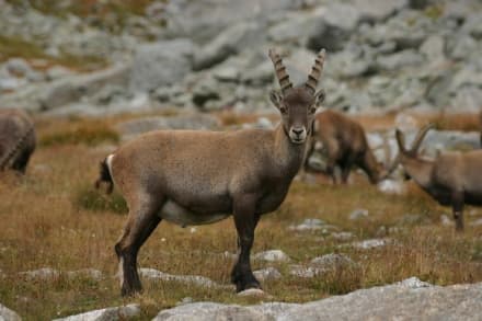 CERESOLE REALE - Una mostra per conoscere lo stambecco e imparare a proteggerlo